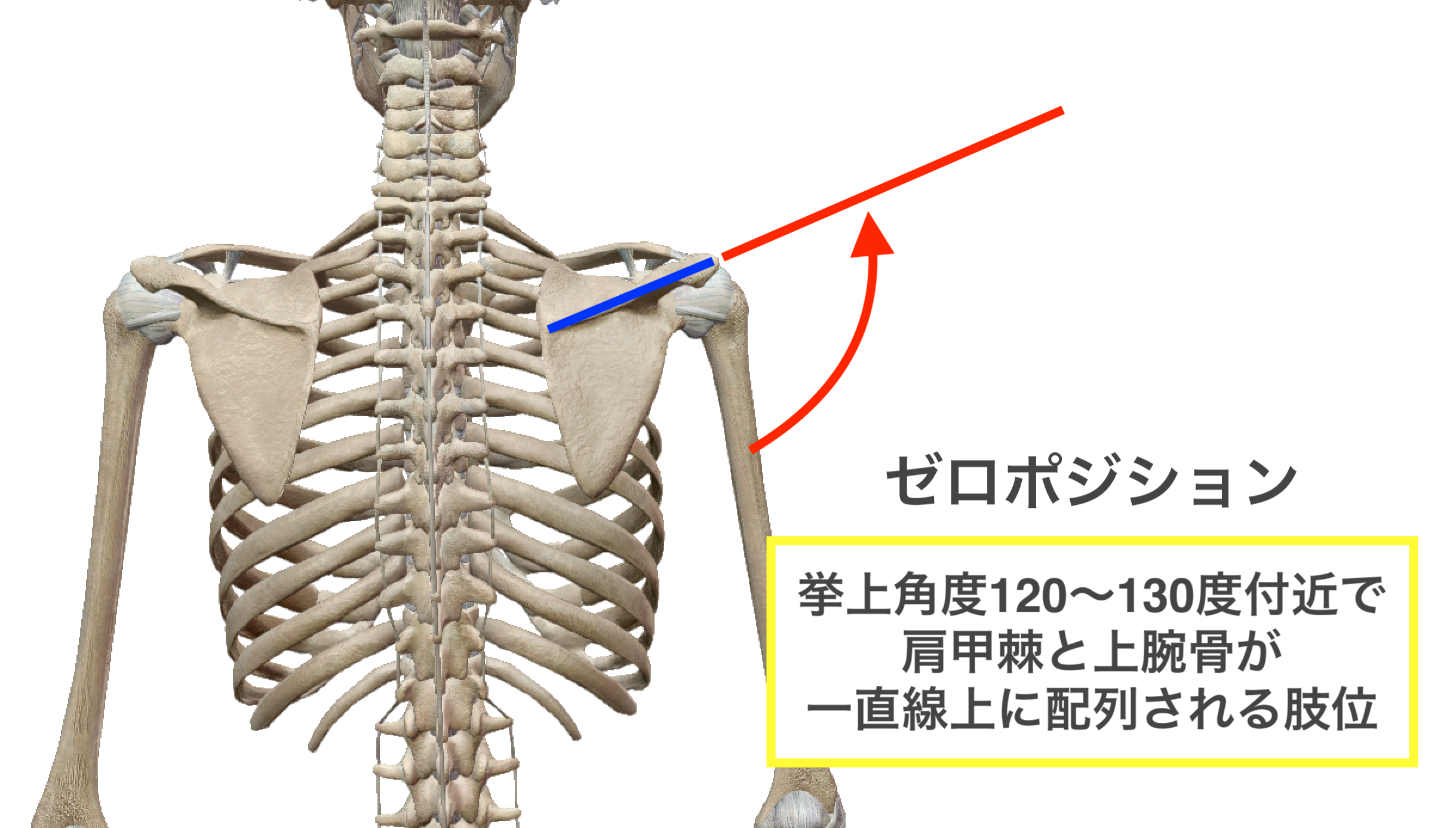 記事：ゼロポジションから導く肩関節痛の原因組織 |